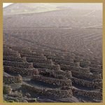 Wine Fields in La Geria